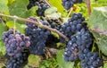 Pinot Noir Grapes in France Royalty Free Stock Photo