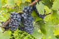 Pinot Noir Grapes in Autumn Royalty Free Stock Photo