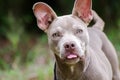 Blue Pit Bull with Perky Ears Royalty Free Stock Photo