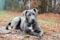 Blue Pitbull bulldog mixed breed dog