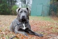 Blue Pitbull bulldog mixed breed dog