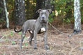 Blue Pitbull Terrier bulldog outdoors on leash