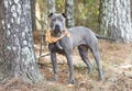 Blue pitbull terrier dog outside wagging tail