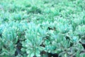 blue plant grass texture closeup photo