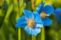 Blue plant Meconopsis Grandis Royalty Free Stock Photo