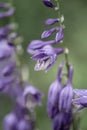 Blue plantain lily Hosta ventricosa, purple-blue flower Royalty Free Stock Photo