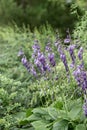 Blue plantain lily Hosta ventricosa, purple-blue flowering plant Royalty Free Stock Photo