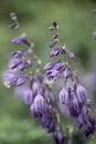 Blue plantain lily Hosta ventricosa, purple-blue flowers Royalty Free Stock Photo