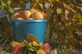 Blue plastic bucket filled with colorful fresh ripe apples yellow and red standing in garden under an apple tree Royalty Free Stock Photo