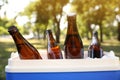 Blue plastic cool box with bottles of beer in park, closeup Royalty Free Stock Photo