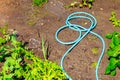 Blue plastic sprayer for gardening Royalty Free Stock Photo