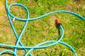 Blue plastic sprayer for gardening Royalty Free Stock Photo