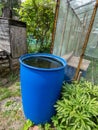 Blue, plastic water barrel reused for collecting and storing rainwater for watering plants full with water in garden