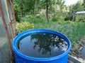 Blue, plastic water barrel reused for collecting and storing rainwater for watering plants in the garden