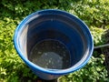 Blue, plastic water barrel reused for collecting and storing rainwater for watering plants partly emptied