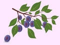 Blue plum branch