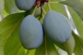 Blue Plum Duo Hangs in the Fruit Tree 03 Royalty Free Stock Photo