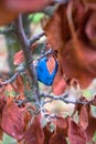 Blue plum fruit on a dried branch and lieves Royalty Free Stock Photo