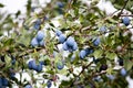 Blue plum fruit on a tree in the nature Royalty Free Stock Photo