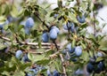 Blue plum fruit on a tree in the nature Royalty Free Stock Photo