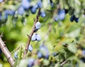 Blue plum fruit on a tree in the nature Royalty Free Stock Photo