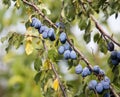 Blue plum fruit on a tree in the nature Royalty Free Stock Photo