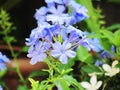 Blue Plumbago auriculata, Cape plumbago or Cape leadwort, beautiful flowers blooming in the garden with blurred background. Royalty Free Stock Photo