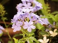 Blue Plumbago auriculata, Cape plumbago or Cape leadwort, beautiful flowers blooming in the garden with blurred background.. Royalty Free Stock Photo