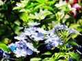Blue Plumbago auriculata, Cape plumbago or Cape leadwort, beautiful flowers blooming in the garden Royalty Free Stock Photo