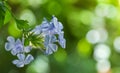 The blue plumbago auriculata flowers are blooming in the garden. Royalty Free Stock Photo