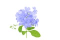 Blue Plumbago isololated delicate flower Royalty Free Stock Photo