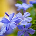 Blue plumbago blooming blossom closeup clusters macro