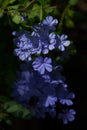 Blue plumbago Blue jasmine blossom with green Royalty Free Stock Photo