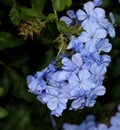 Blue Plumbago, Cape plumbago, Plumbago auriculata, Cape leadwort Royalty Free Stock Photo