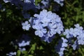 Blue-plumbago flower found in the Botanic Park found in Split , Croatia