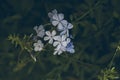 Blue plumbago flower on green leaves background. Plumbago auriculata. Close up view of blue plumbago flower. Tropical flowers. Royalty Free Stock Photo