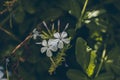 Blue plumbago flower on green leaves background. Plumbago auriculata. Close up view of blue plumbago flower. Tropical flowers. Royalty Free Stock Photo