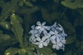 Blue plumbago flower on green leaves background. Plumbago auriculata. Close up view of blue plumbago flower. Tropical flowers. Royalty Free Stock Photo