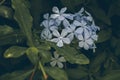Blue plumbago flower on green leaves background. Plumbago auriculata. Close up view of blue plumbago flower. Tropical flowers. Royalty Free Stock Photo