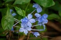 Blue Plumbago Flower with Green Leaves, Florida