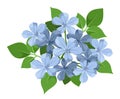 Blue plumbago flowers.