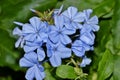 Blue Plumbago flowers (Plumbago auriculata) against a green leafy background. Royalty Free Stock Photo