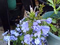 Blue Plumbago with green leaves Royalty Free Stock Photo