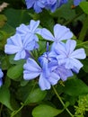 Blue plumbago tiny purple flowers in bloom Royalty Free Stock Photo