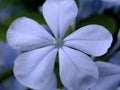 Blue Plumbego Flower