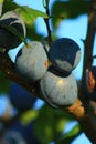 Blue plums Royalty Free Stock Photo