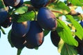 Blue plums Royalty Free Stock Photo