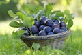 Blue plums background, perfect for health concepts and creating vibrant food displays