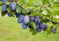 Blue plums on the branch Royalty Free Stock Photo