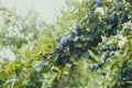 Blue plums branch in the summer outdoors Royalty Free Stock Photo